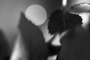 Sopocka Szkoła Fotografii WFH