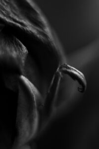 Sopocka Szkoła Fotografii WFH