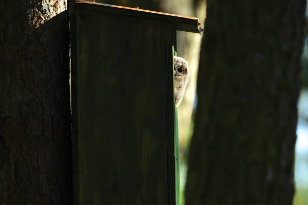 Sopocka Szkoła Fotografii WFH